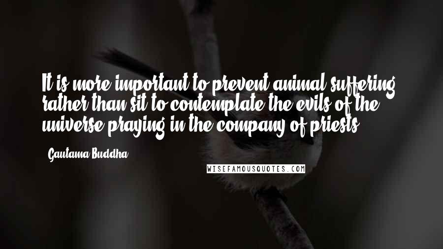 Gautama Buddha Quotes: It is more important to prevent animal suffering, rather than sit to contemplate the evils of the universe praying in the company of priests.