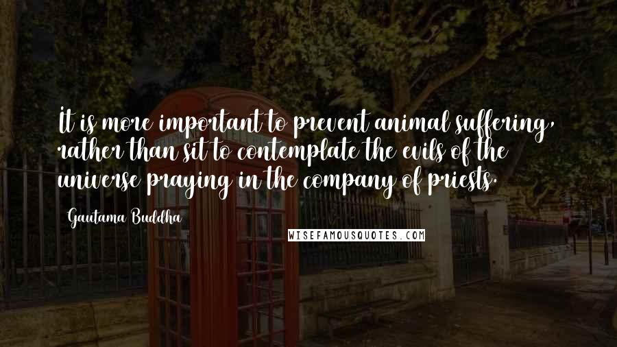 Gautama Buddha Quotes: It is more important to prevent animal suffering, rather than sit to contemplate the evils of the universe praying in the company of priests.