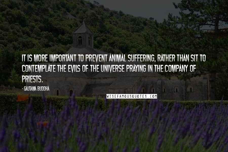 Gautama Buddha Quotes: It is more important to prevent animal suffering, rather than sit to contemplate the evils of the universe praying in the company of priests.