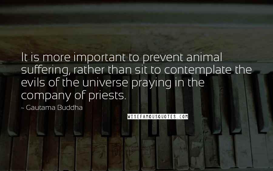 Gautama Buddha Quotes: It is more important to prevent animal suffering, rather than sit to contemplate the evils of the universe praying in the company of priests.