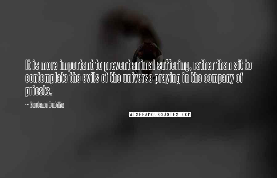 Gautama Buddha Quotes: It is more important to prevent animal suffering, rather than sit to contemplate the evils of the universe praying in the company of priests.