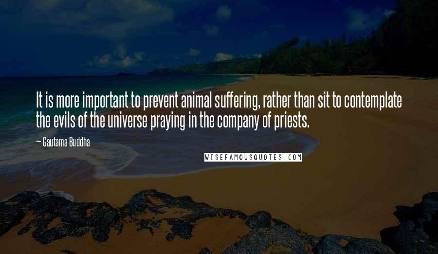 Gautama Buddha Quotes: It is more important to prevent animal suffering, rather than sit to contemplate the evils of the universe praying in the company of priests.