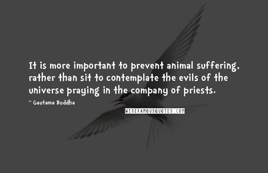 Gautama Buddha Quotes: It is more important to prevent animal suffering, rather than sit to contemplate the evils of the universe praying in the company of priests.