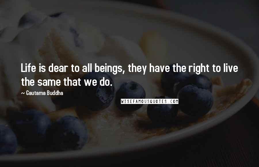 Gautama Buddha Quotes: Life is dear to all beings, they have the right to live the same that we do.