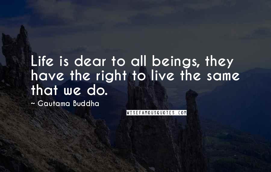 Gautama Buddha Quotes: Life is dear to all beings, they have the right to live the same that we do.