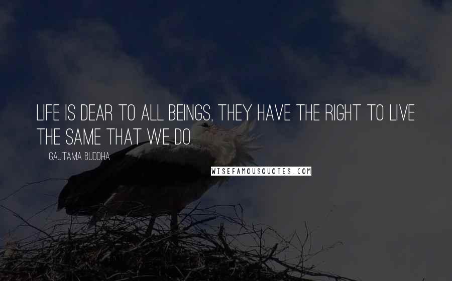 Gautama Buddha Quotes: Life is dear to all beings, they have the right to live the same that we do.