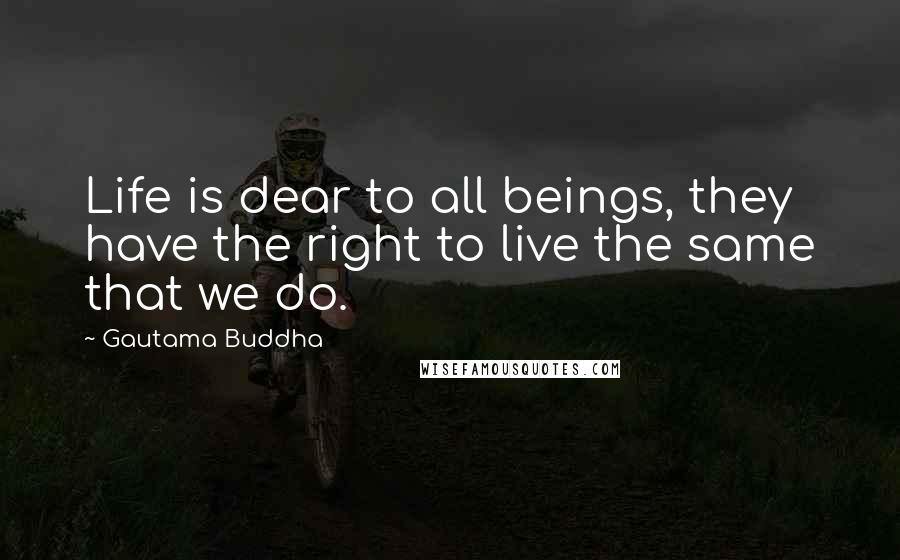 Gautama Buddha Quotes: Life is dear to all beings, they have the right to live the same that we do.