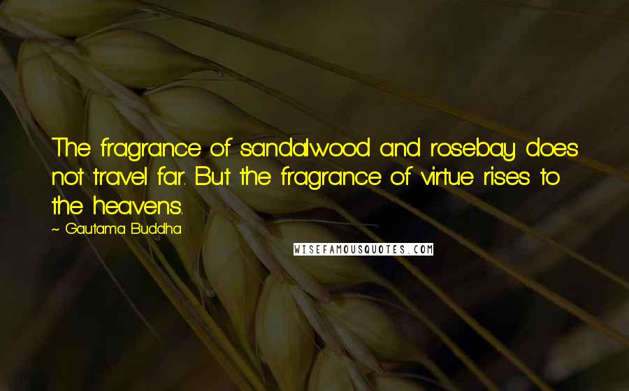 Gautama Buddha Quotes: The fragrance of sandalwood and rosebay does not travel far. But the fragrance of virtue rises to the heavens.