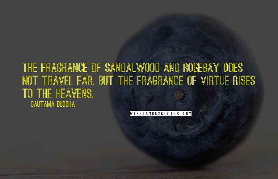 Gautama Buddha Quotes: The fragrance of sandalwood and rosebay does not travel far. But the fragrance of virtue rises to the heavens.