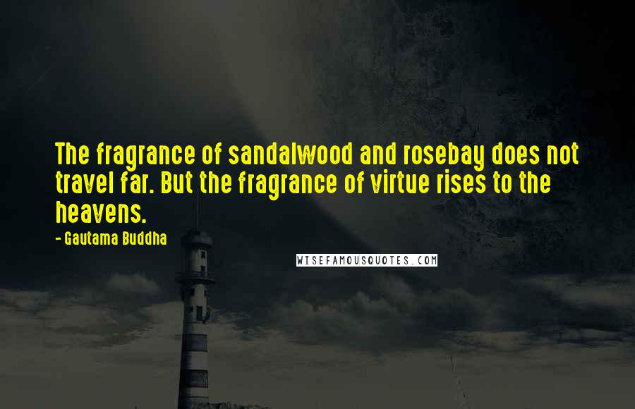 Gautama Buddha Quotes: The fragrance of sandalwood and rosebay does not travel far. But the fragrance of virtue rises to the heavens.
