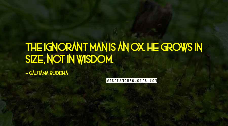 Gautama Buddha Quotes: The ignorant man is an ox. He grows in size, not in wisdom.