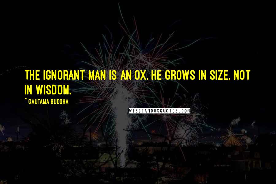 Gautama Buddha Quotes: The ignorant man is an ox. He grows in size, not in wisdom.