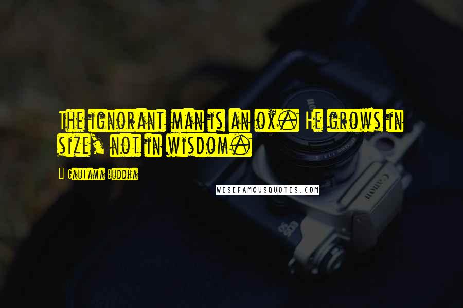 Gautama Buddha Quotes: The ignorant man is an ox. He grows in size, not in wisdom.
