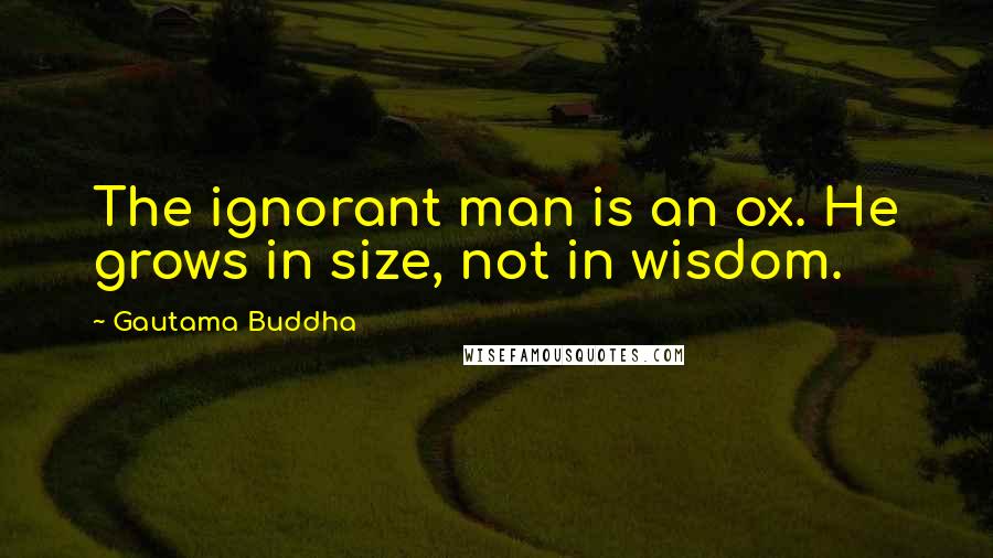 Gautama Buddha Quotes: The ignorant man is an ox. He grows in size, not in wisdom.