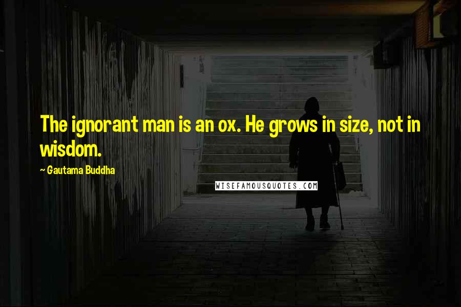 Gautama Buddha Quotes: The ignorant man is an ox. He grows in size, not in wisdom.