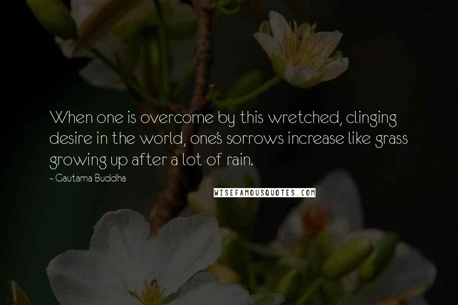 Gautama Buddha Quotes: When one is overcome by this wretched, clinging desire in the world, one's sorrows increase like grass growing up after a lot of rain.