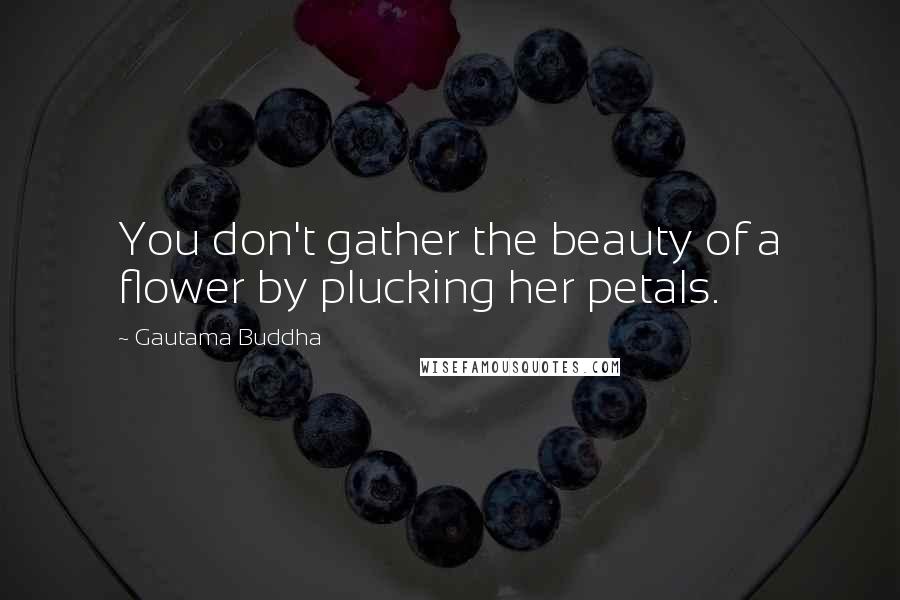 Gautama Buddha Quotes: You don't gather the beauty of a flower by plucking her petals.