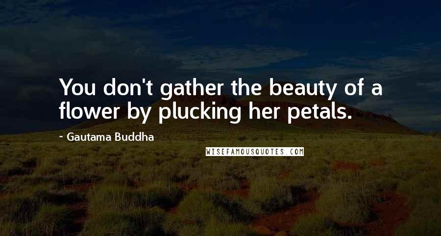 Gautama Buddha Quotes: You don't gather the beauty of a flower by plucking her petals.
