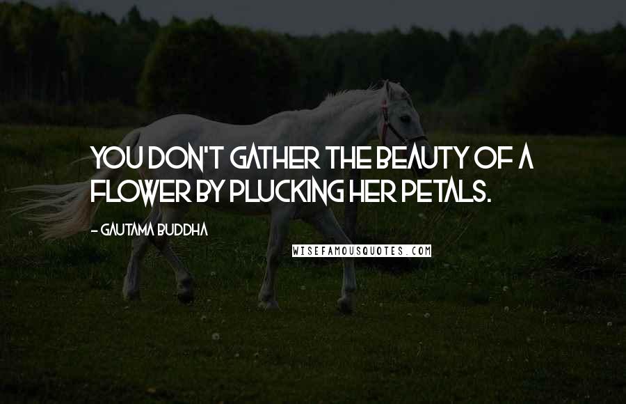 Gautama Buddha Quotes: You don't gather the beauty of a flower by plucking her petals.