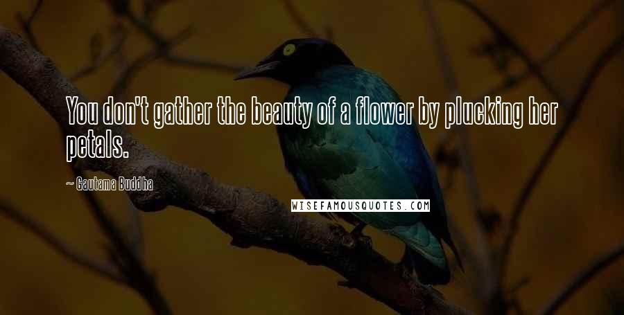 Gautama Buddha Quotes: You don't gather the beauty of a flower by plucking her petals.