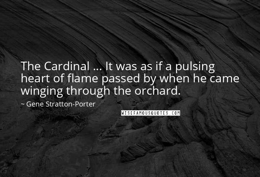 Gene Stratton-Porter Quotes: The Cardinal ... It was as if a pulsing heart of flame passed by when he came winging through the orchard.