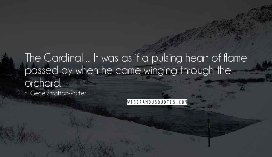 Gene Stratton-Porter Quotes: The Cardinal ... It was as if a pulsing heart of flame passed by when he came winging through the orchard.