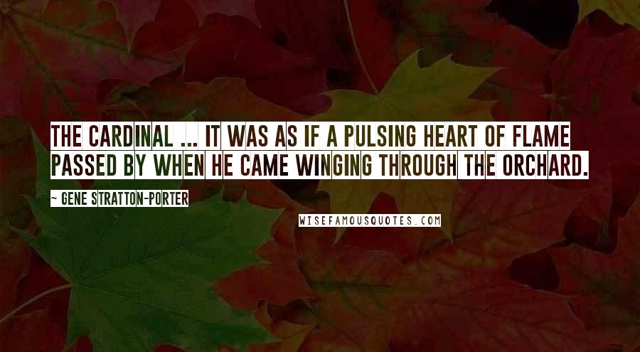 Gene Stratton-Porter Quotes: The Cardinal ... It was as if a pulsing heart of flame passed by when he came winging through the orchard.