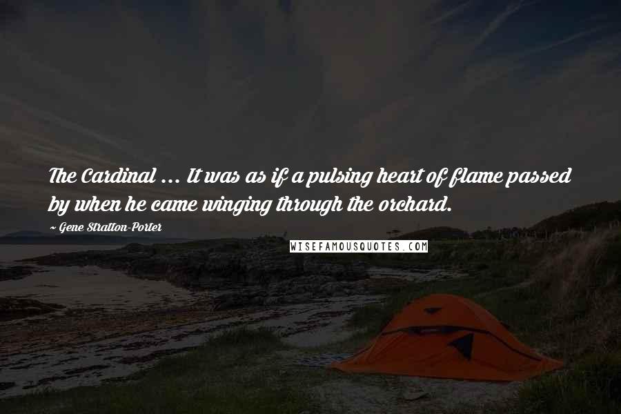 Gene Stratton-Porter Quotes: The Cardinal ... It was as if a pulsing heart of flame passed by when he came winging through the orchard.