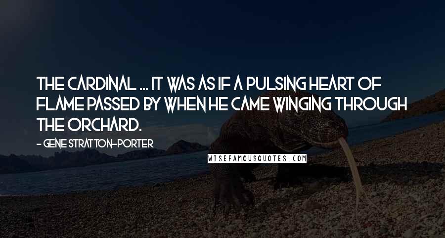 Gene Stratton-Porter Quotes: The Cardinal ... It was as if a pulsing heart of flame passed by when he came winging through the orchard.