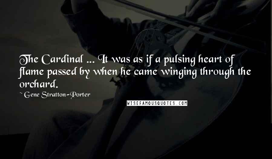 Gene Stratton-Porter Quotes: The Cardinal ... It was as if a pulsing heart of flame passed by when he came winging through the orchard.