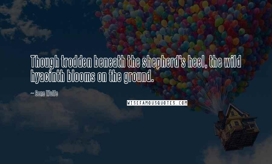 Gene Wolfe Quotes: Though trodden beneath the shepherd's heel, the wild hyacinth blooms on the ground.