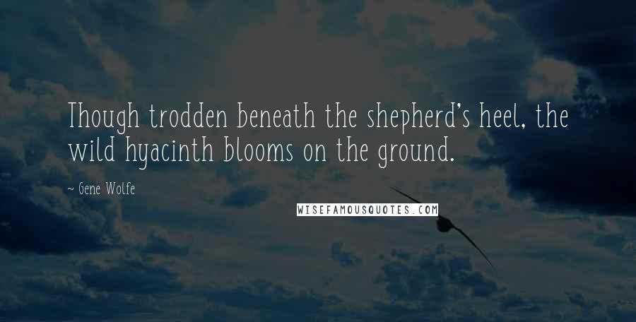 Gene Wolfe Quotes: Though trodden beneath the shepherd's heel, the wild hyacinth blooms on the ground.