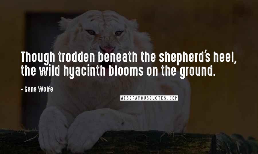 Gene Wolfe Quotes: Though trodden beneath the shepherd's heel, the wild hyacinth blooms on the ground.