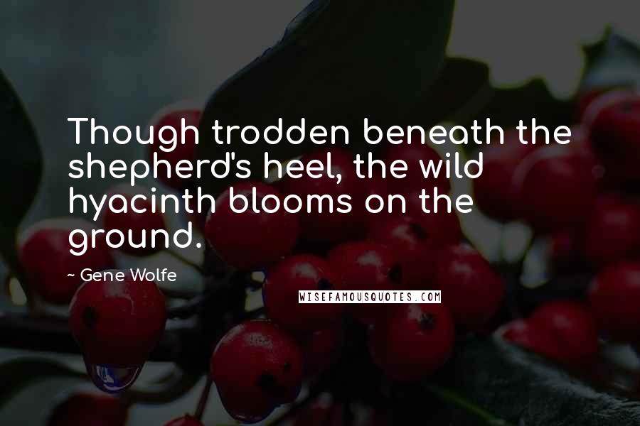 Gene Wolfe Quotes: Though trodden beneath the shepherd's heel, the wild hyacinth blooms on the ground.