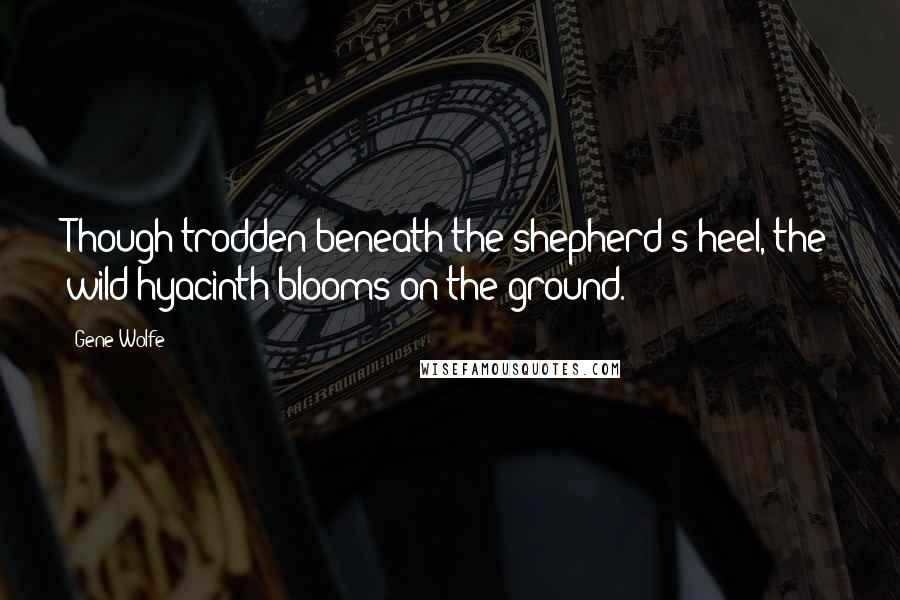 Gene Wolfe Quotes: Though trodden beneath the shepherd's heel, the wild hyacinth blooms on the ground.