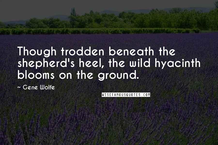 Gene Wolfe Quotes: Though trodden beneath the shepherd's heel, the wild hyacinth blooms on the ground.