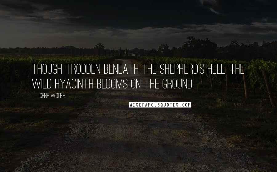 Gene Wolfe Quotes: Though trodden beneath the shepherd's heel, the wild hyacinth blooms on the ground.