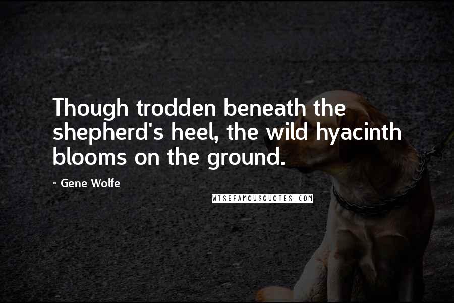 Gene Wolfe Quotes: Though trodden beneath the shepherd's heel, the wild hyacinth blooms on the ground.