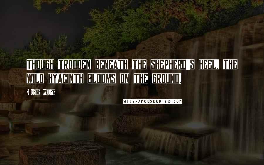 Gene Wolfe Quotes: Though trodden beneath the shepherd's heel, the wild hyacinth blooms on the ground.