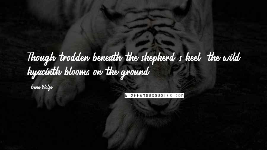 Gene Wolfe Quotes: Though trodden beneath the shepherd's heel, the wild hyacinth blooms on the ground.