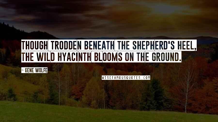 Gene Wolfe Quotes: Though trodden beneath the shepherd's heel, the wild hyacinth blooms on the ground.