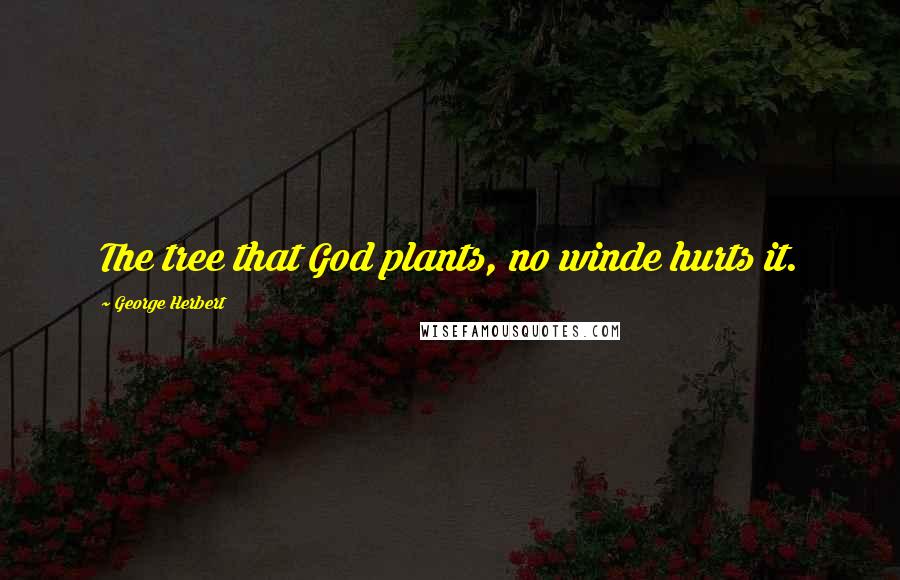 George Herbert Quotes: The tree that God plants, no winde hurts it.