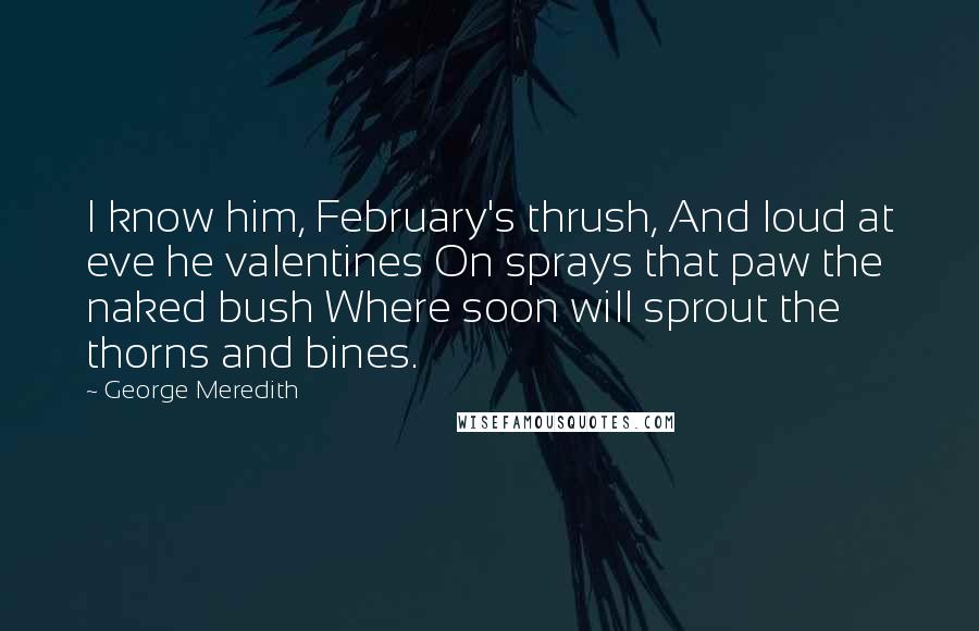 George Meredith Quotes: I know him, February's thrush, And loud at eve he valentines On sprays that paw the naked bush Where soon will sprout the thorns and bines.