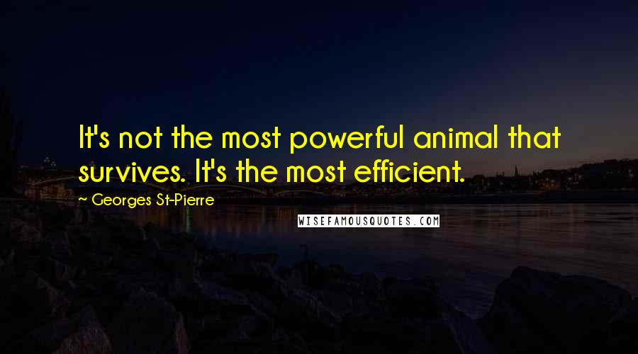 Georges St-Pierre Quotes: It's not the most powerful animal that survives. It's the most efficient.