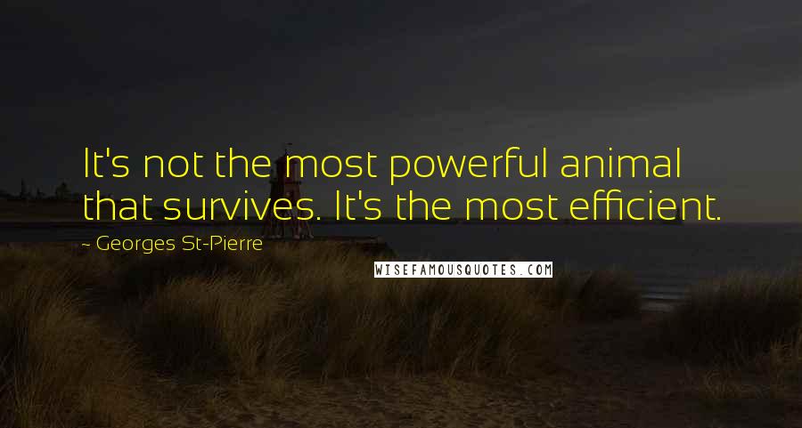 Georges St-Pierre Quotes: It's not the most powerful animal that survives. It's the most efficient.