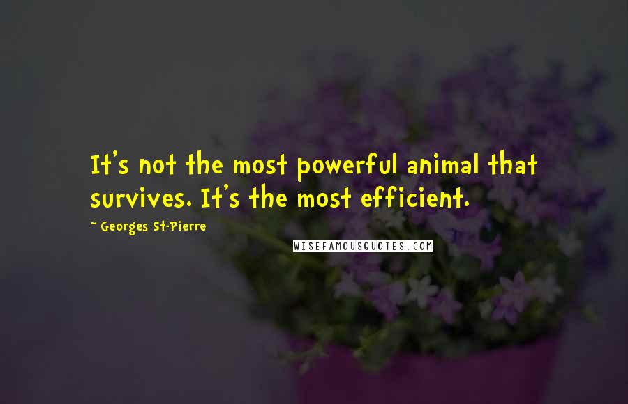 Georges St-Pierre Quotes: It's not the most powerful animal that survives. It's the most efficient.