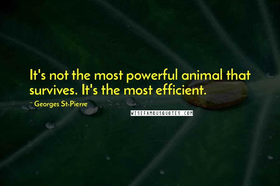 Georges St-Pierre Quotes: It's not the most powerful animal that survives. It's the most efficient.