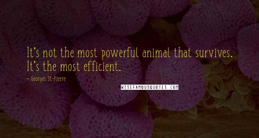 Georges St-Pierre Quotes: It's not the most powerful animal that survives. It's the most efficient.