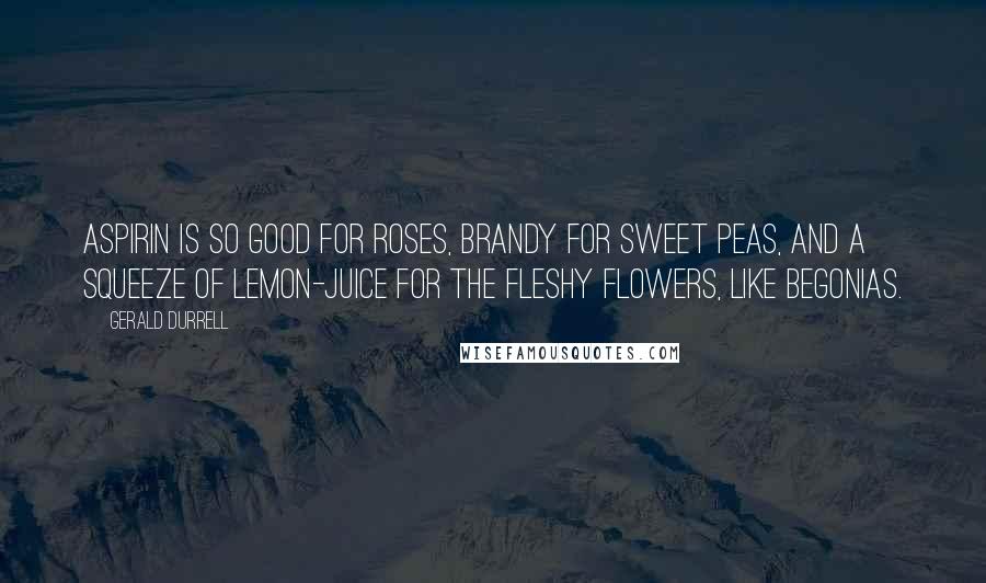 Gerald Durrell Quotes: Aspirin is so good for roses, brandy for sweet peas, and a squeeze of lemon-juice for the fleshy flowers, like begonias.
