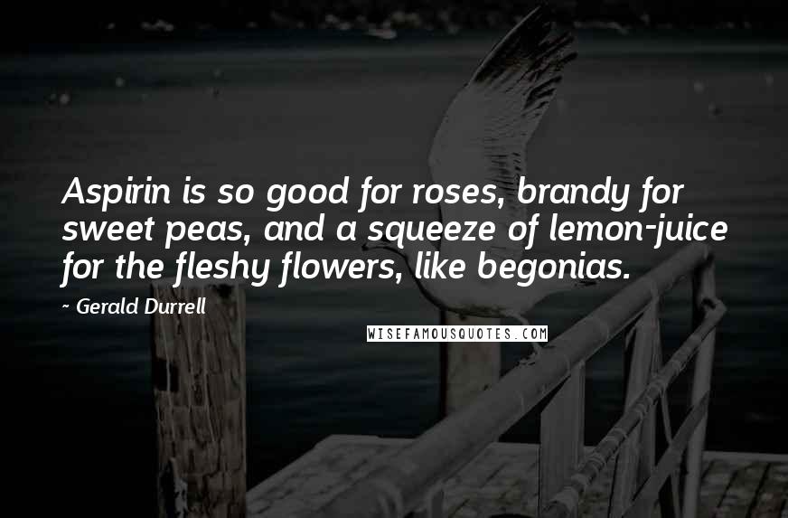 Gerald Durrell Quotes: Aspirin is so good for roses, brandy for sweet peas, and a squeeze of lemon-juice for the fleshy flowers, like begonias.